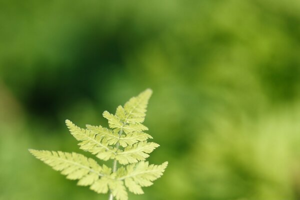 A green plant on a blurry background