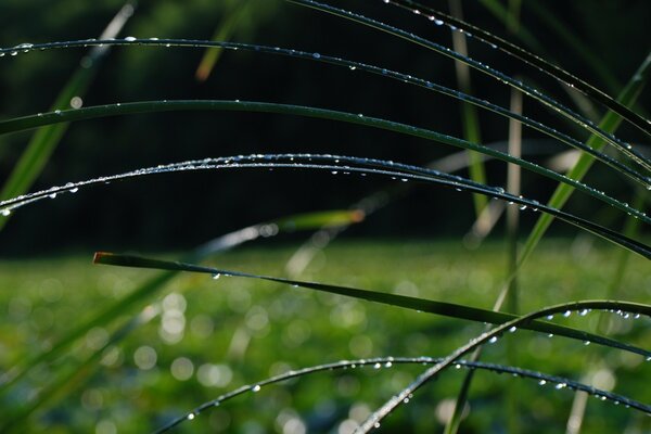 Green fresh plant in nature in dew