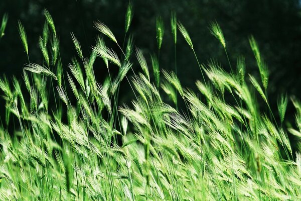 Das Grün des Sommers. Lange Grasblätter