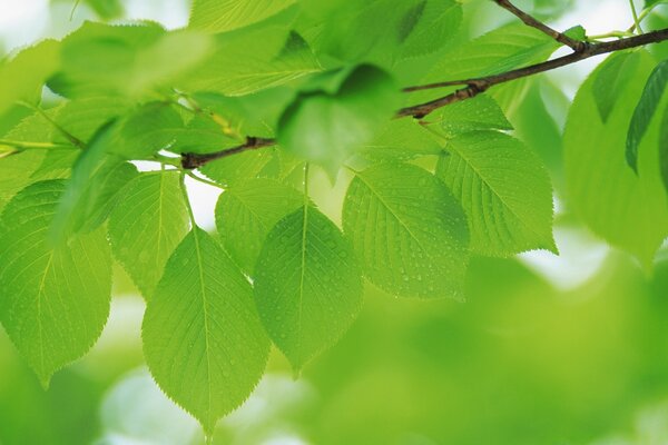 A branch bent with green leaves