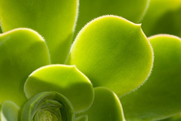 Micrograph green leaf plant