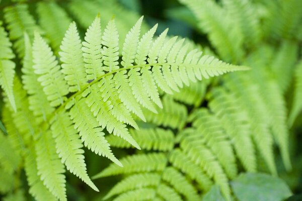 Natureza folha da planta, Samambaia