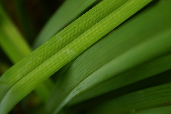 Bild des Blattwachstums im Garten