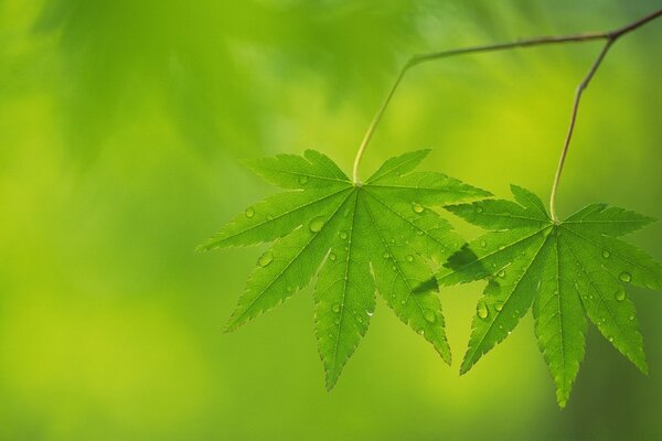 雨后多汁的叶子