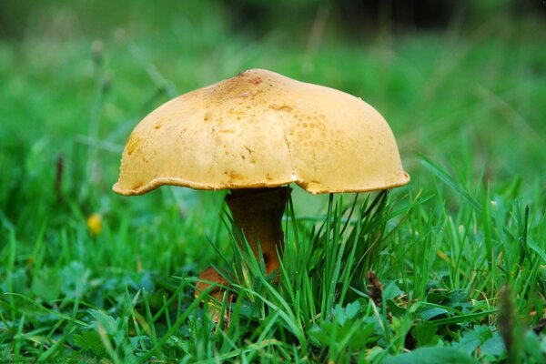 Ein kleiner Pilz, der einem Regenschirm ähnelt