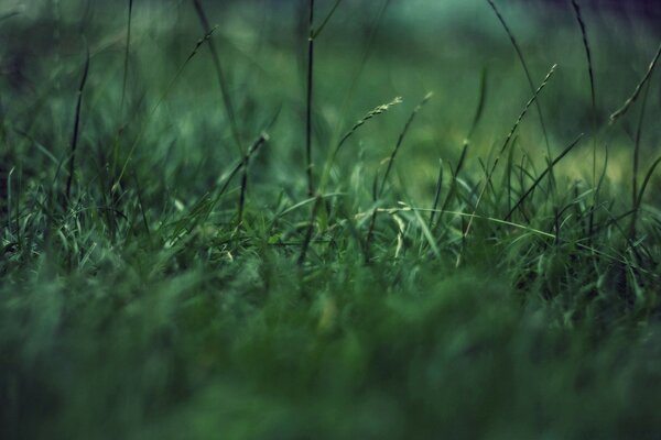 Lawn grass, plants of cities