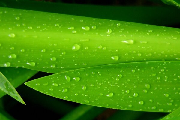 Imagen de gotitas y agua en la naturaleza