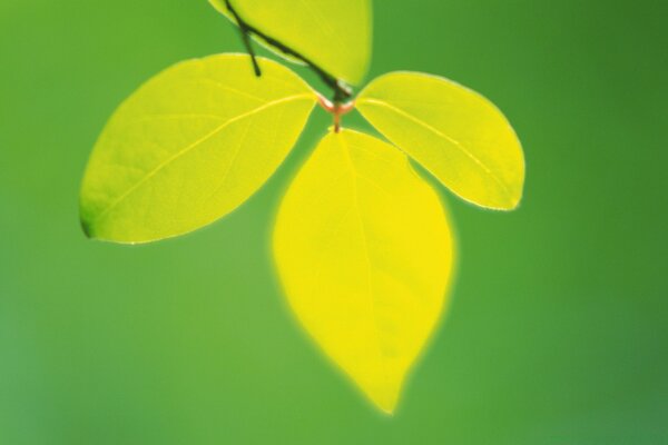 Leaves on a branch on a green background