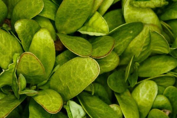 Image of leaf growth in nature