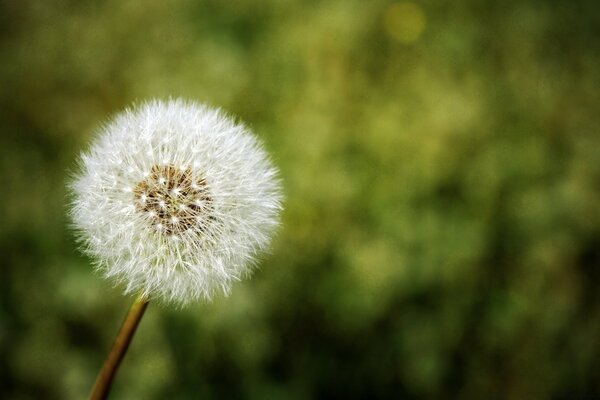 Bild einer Löwenzahnblume im Sommer