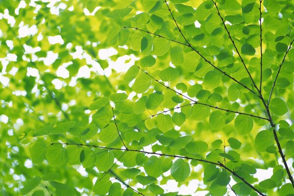 The branches are strewn with green leaves