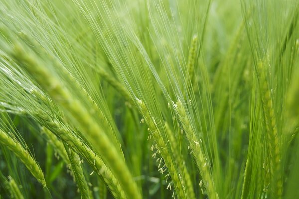 El trigo crece aún verde agua en él