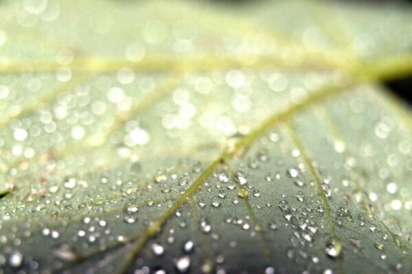 Gotas de rocío en una hoja agrandada