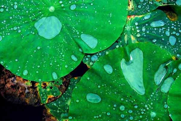 Plantas acuáticas después de la lluvia