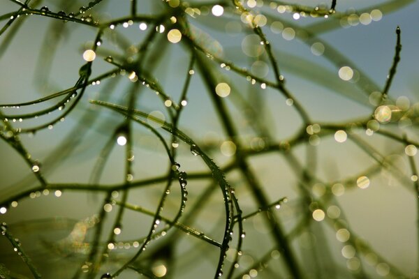 Dew drops On a young spruce