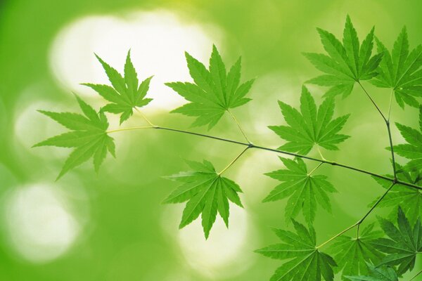 A branch with green leaves on a blurry background