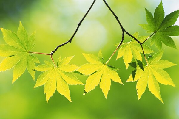 Image de la croissance des feuilles dans la nature