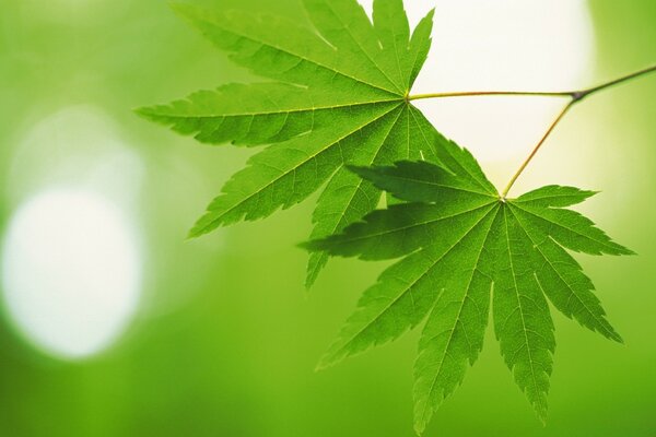 Photo de feuilles vertes de l arbre