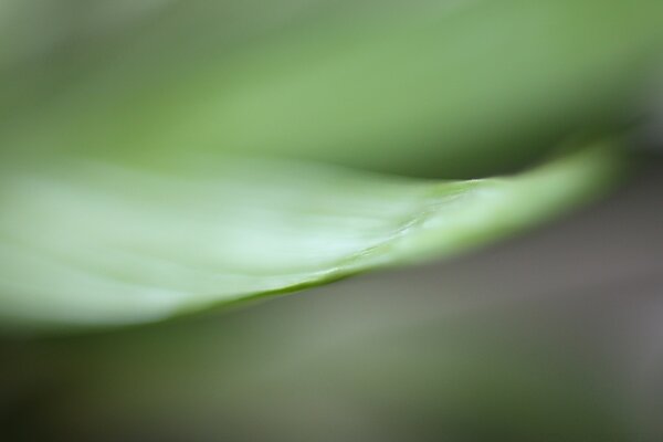 Photo floue d une feuille de pluie