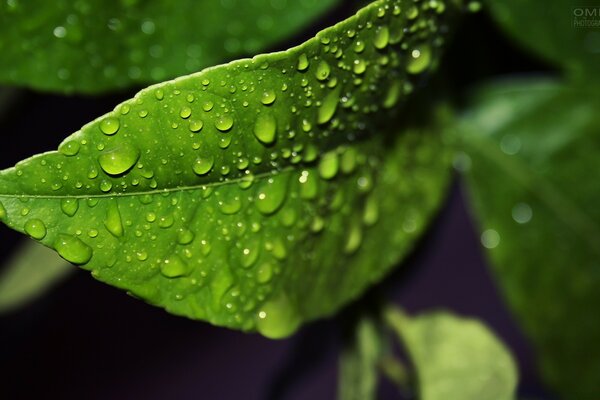 Water drops on a leaf after rain