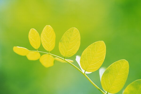 Crecimiento de la planta, hoja, naturaleza