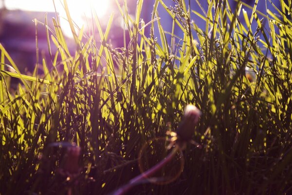 Morning on the grass in summer