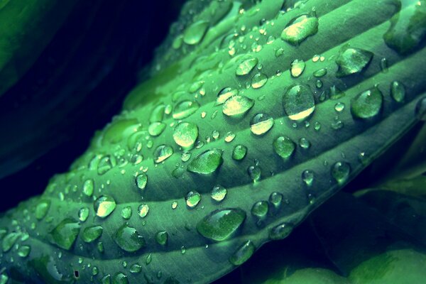 A wet leaf after the rain