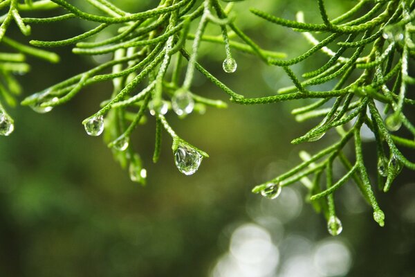 Raindrops falling from the foliage