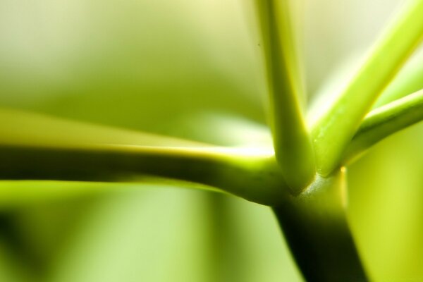 The beginning of the ripening of the dandelion fruit