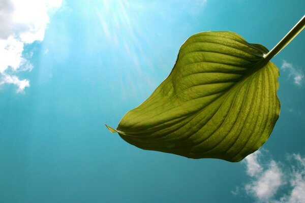 Feuille verte houppette sur fond de ciel bleu