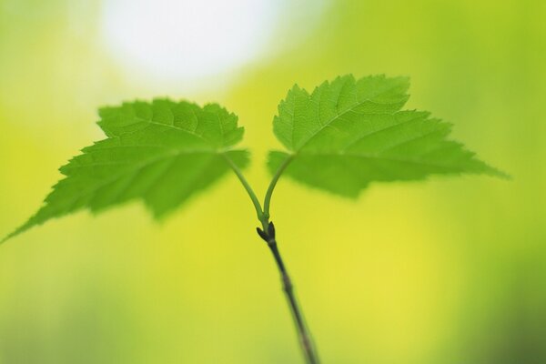 Foto de las hojas verdes del árbol