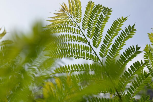 Green fern for mood