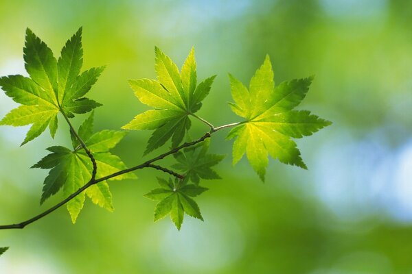 Image de la croissance des feuilles dans la nature