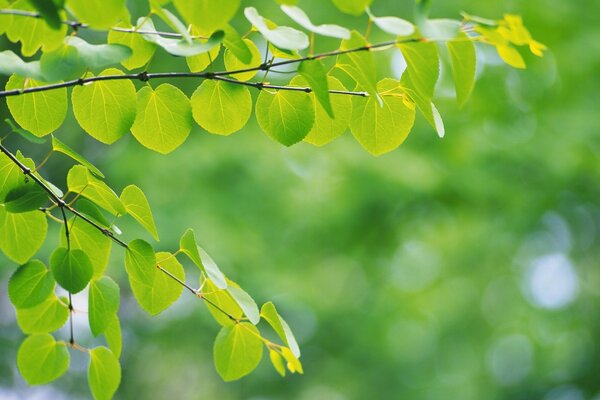 Branches with leaves are visible on a blurred background