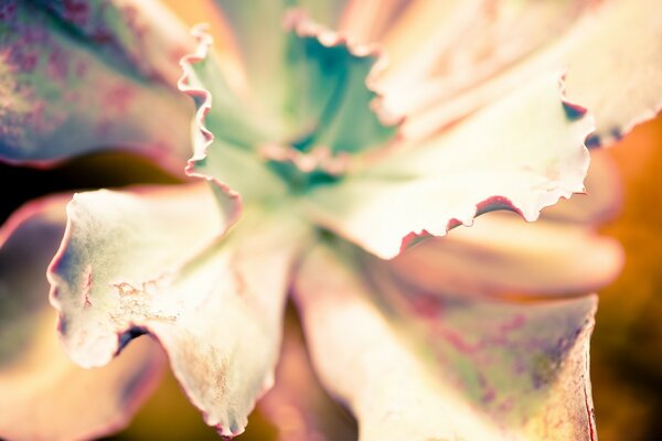 Autumn leaf in bright light