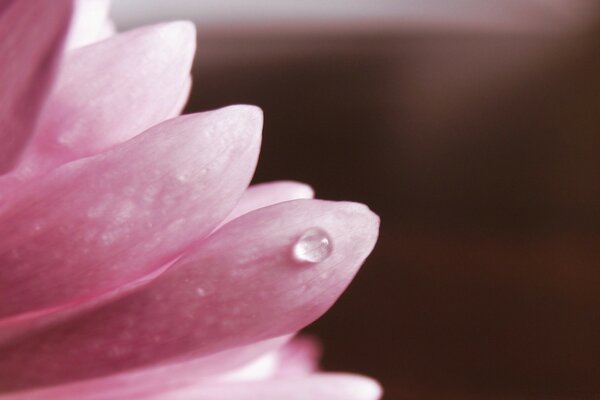 A drop of dew on a flower petal