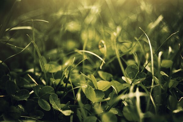 Juicy clover, macro photography hidden world