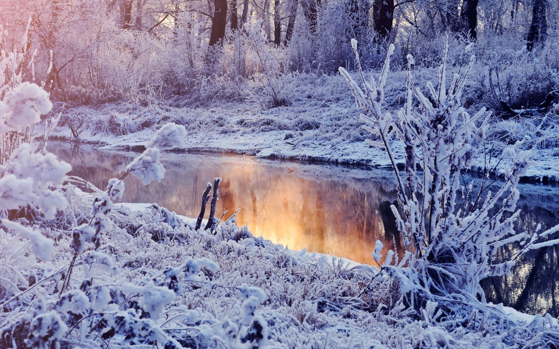 lagos inverno neve geada frio madeira natureza congelado madeira paisagem gelo ao ar livre temporada tempo parque gelado neve-branco