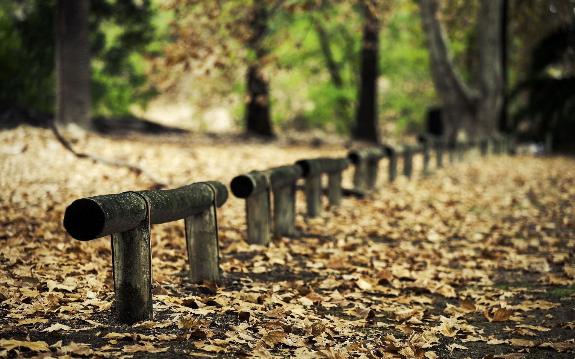 jesień drewno drewno natura na zewnątrz park krajobraz