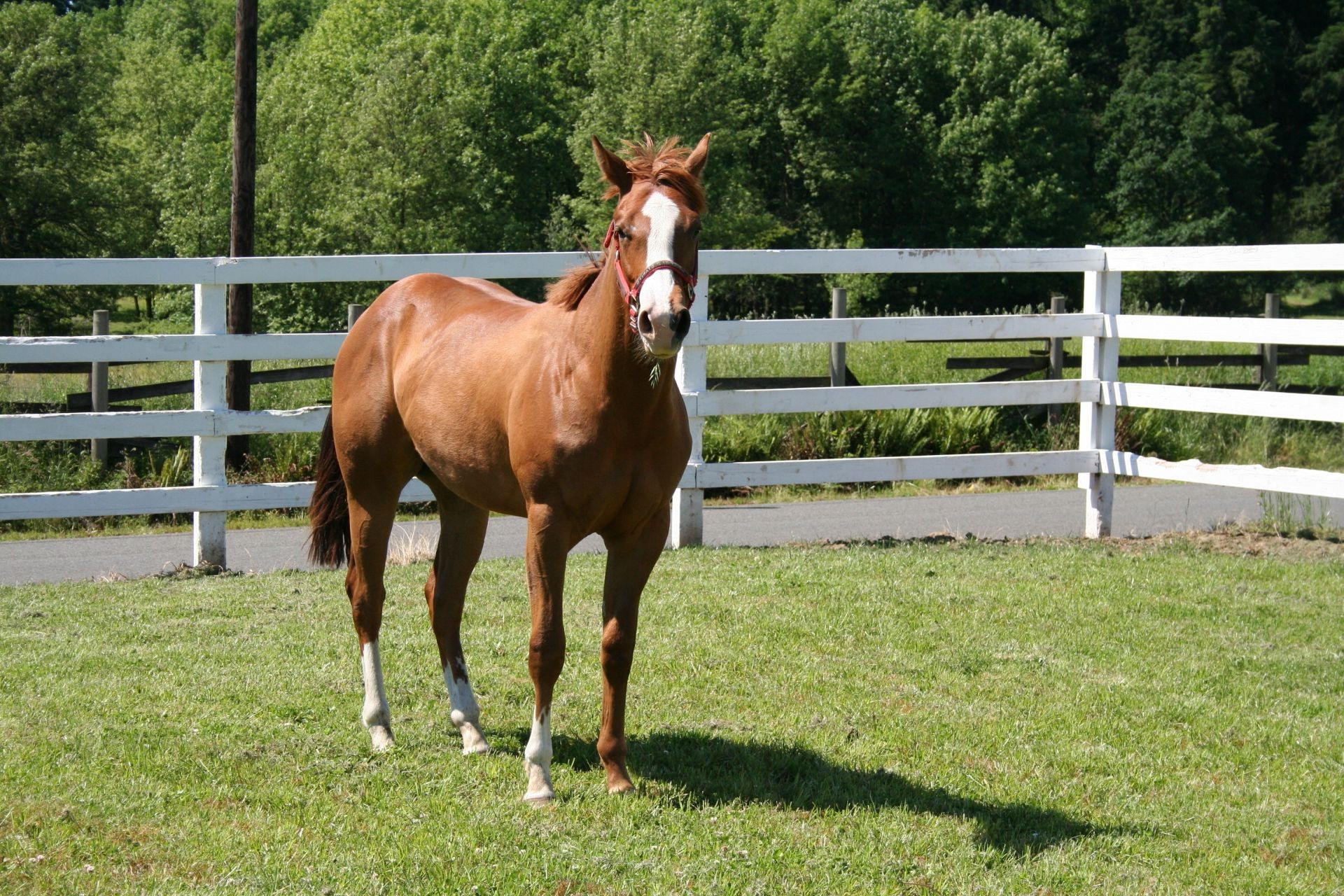 horses horse mammal grass mare equine stallion hayfield pasture farm cavalry rural equestrian pony animal field summer mane outdoors paddock