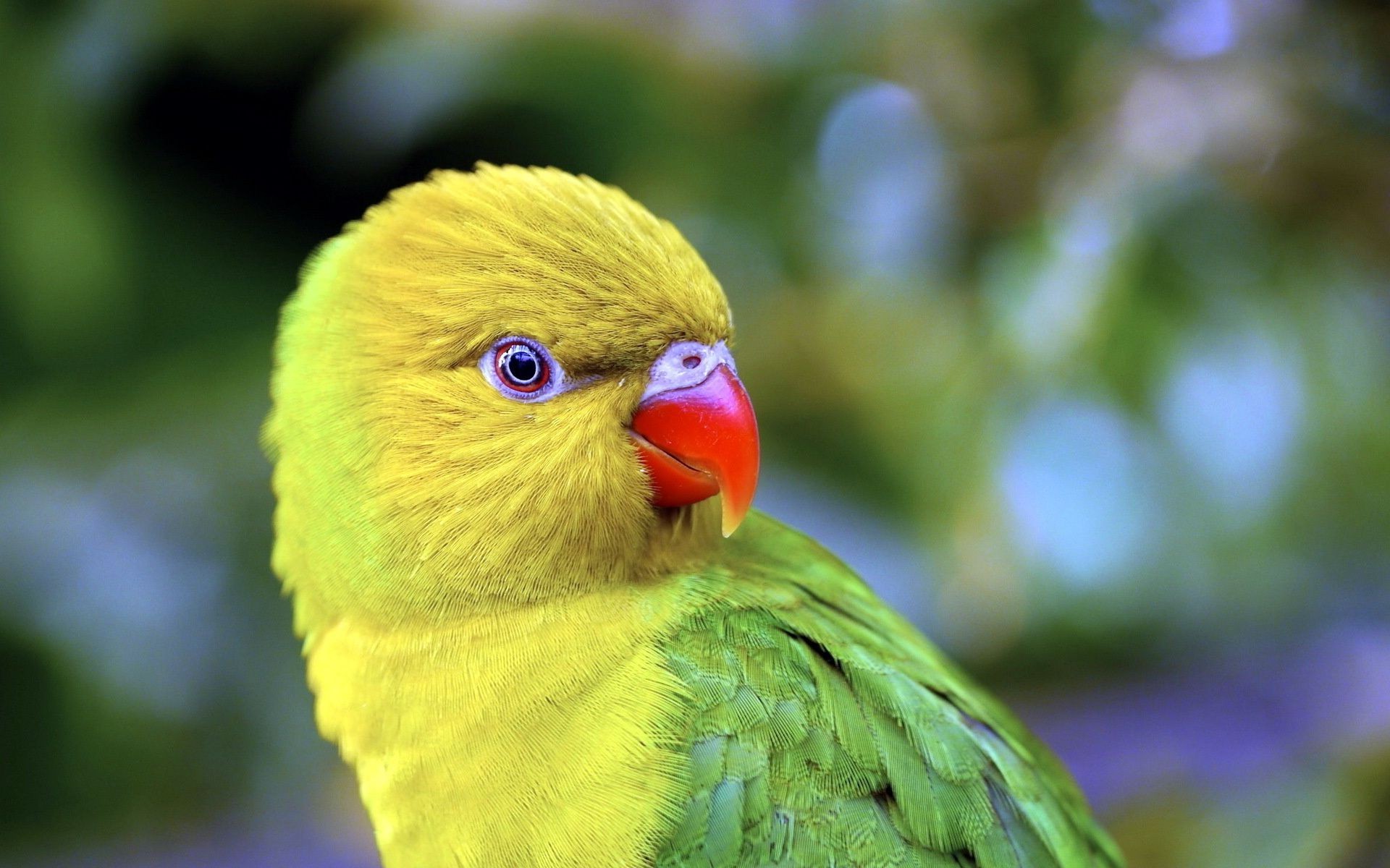 tiere vogel papagei natur tierwelt tier im freien schnabel papagei feder tropisch wenig farbe wild hell ara