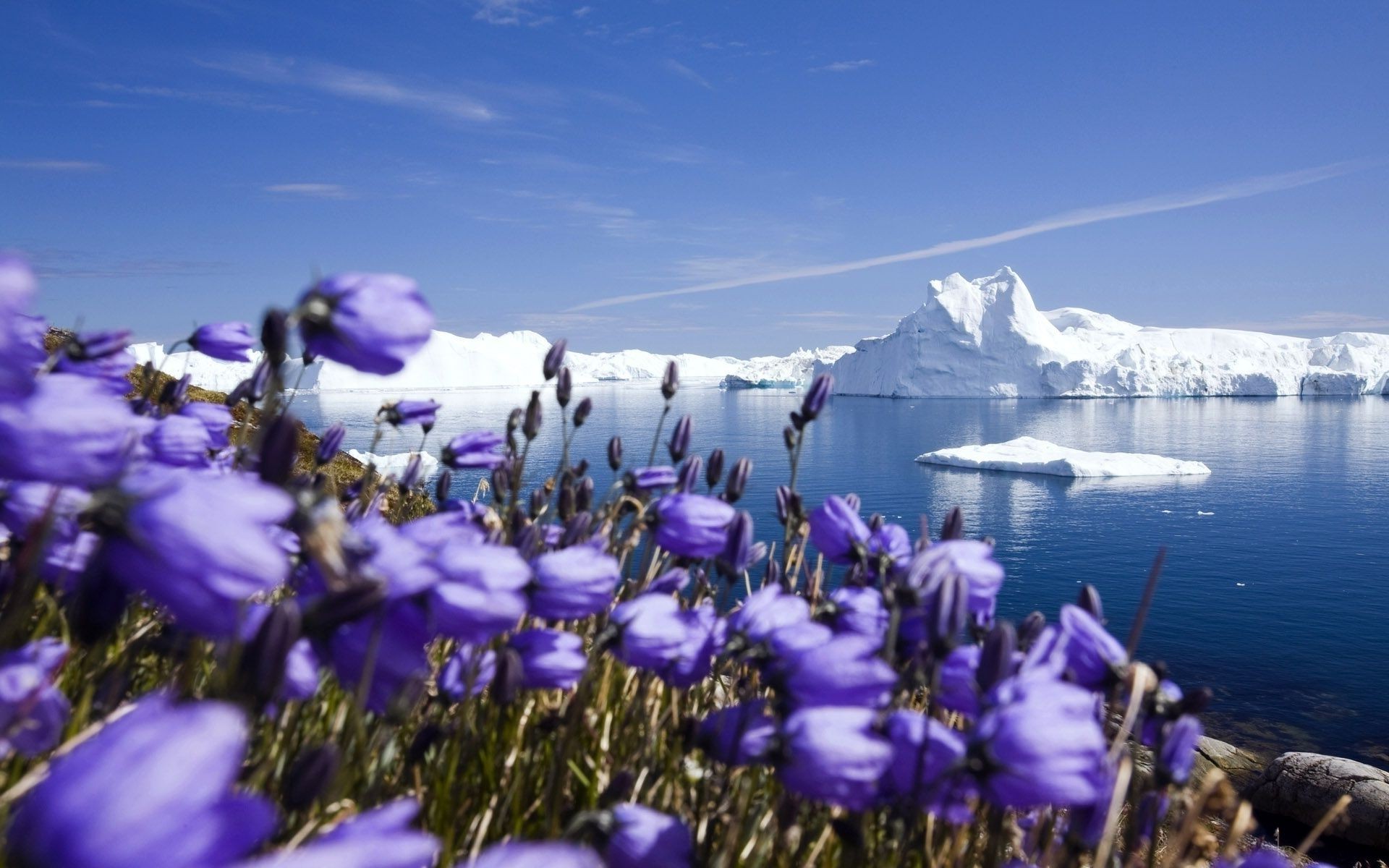 lac fleur nature à l extérieur paysage foin herbe été ciel saison neige champ eau flore couleur belle