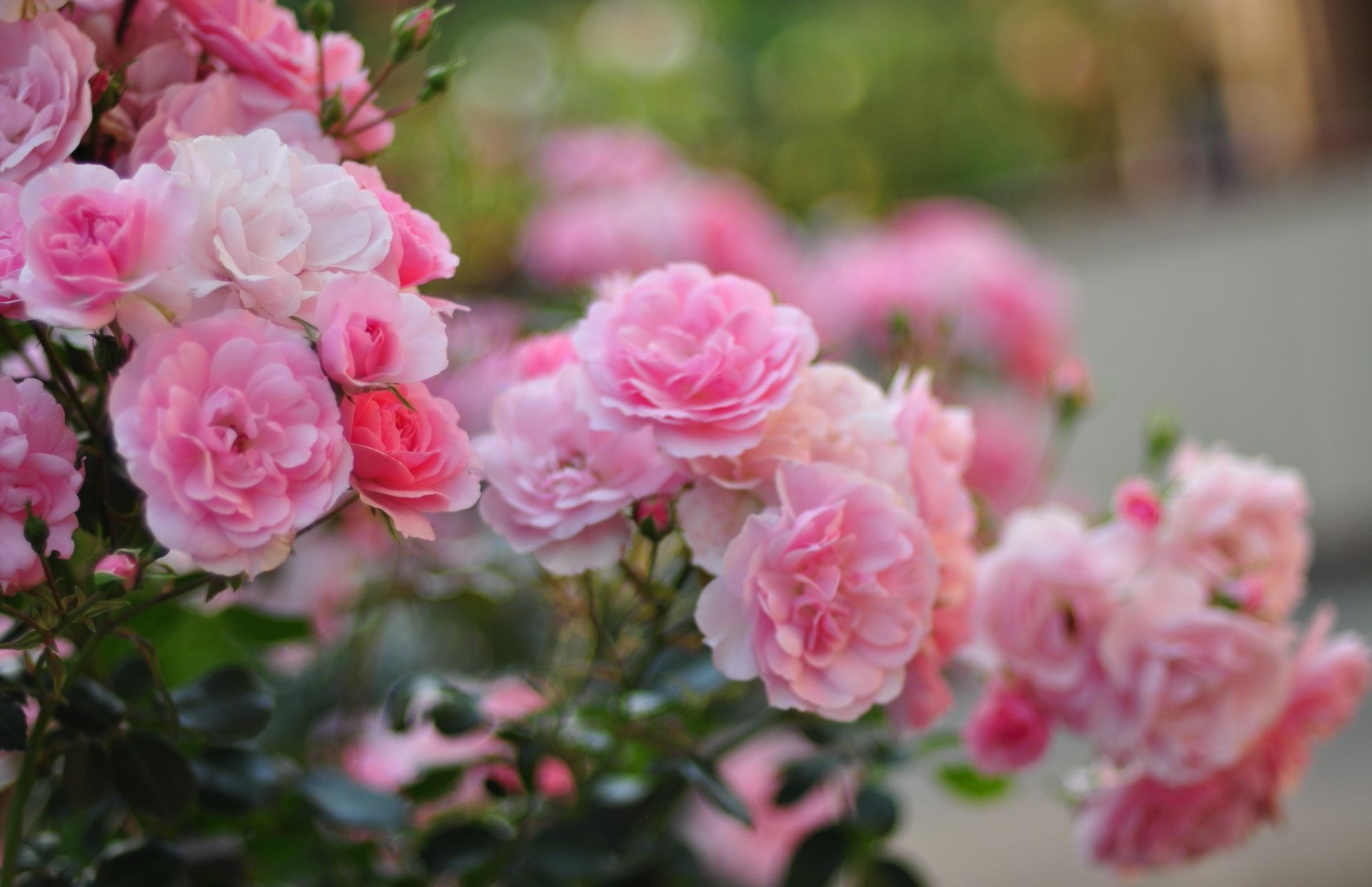 roses fleur flore pétale bluming floral nature jardin bouquet feuille couleur été décoration mariage amour romantique copain belle branche botanique