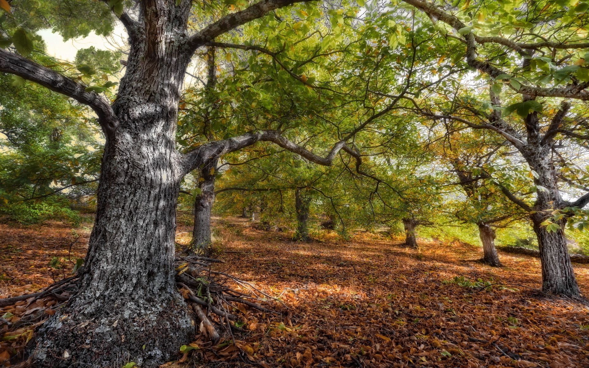 herbst holz holz natur landschaft blatt herbst park kofferraum saison umwelt im freien zweig rinde landschaftlich eiche flora landschaft gutes wetter gras