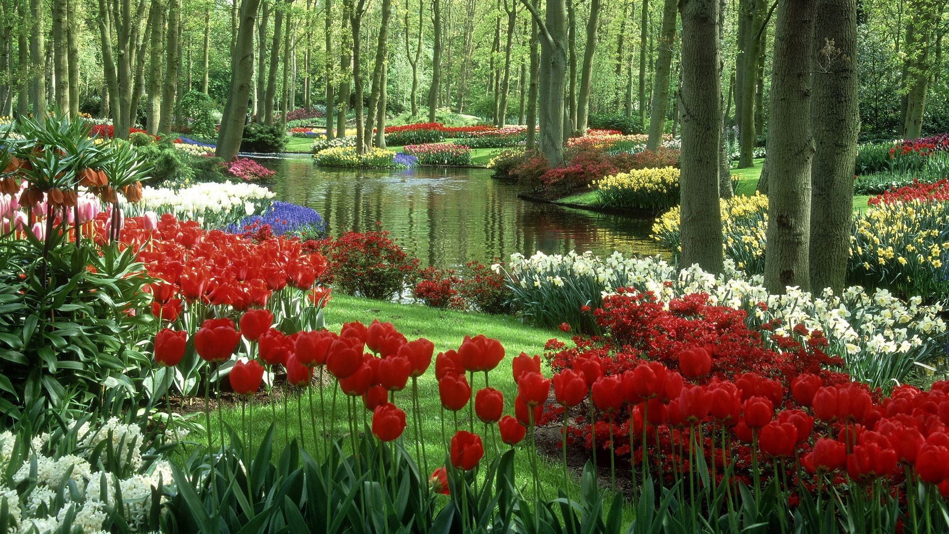 tulipes jardin fleur feuille nature parc tulipe flore saison couleur floral bluming croissance paysage arbre printemps lumineux bois