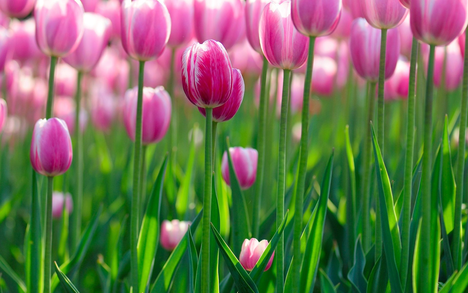 laleler doğa flora çiçek lale bahçe parlak paskalya yaz yaprak çiçek sezon alan renk büyüme güzel hava parlak petal çimen çiçeklenme