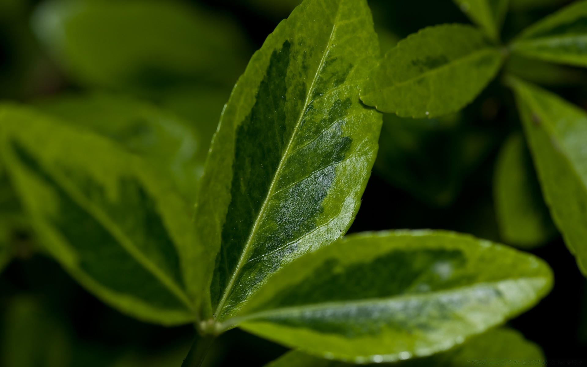 rośliny liść flora natura wzrost deszcz zbliżenie świeżość jedzenie upadek