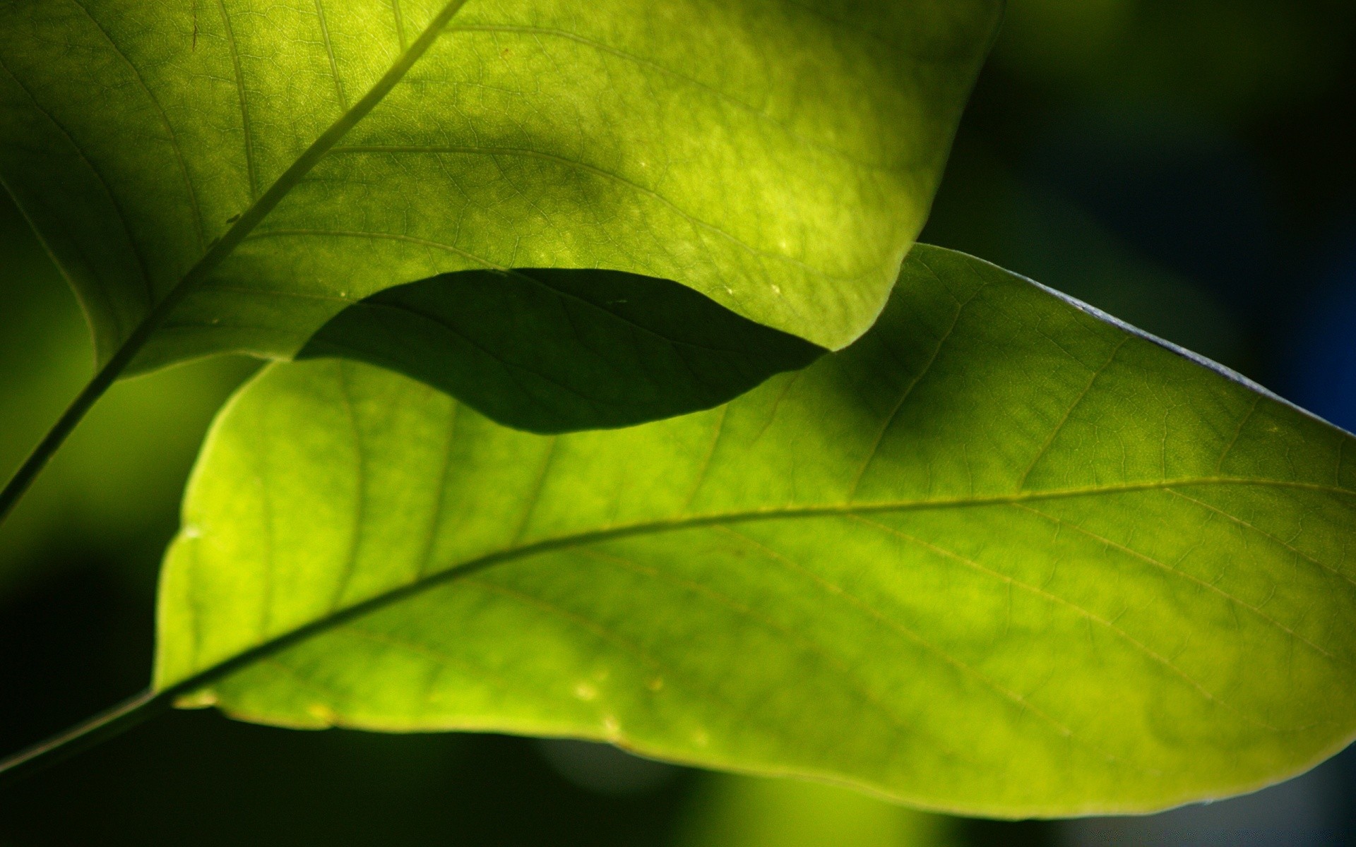 piante foglia flora crescita natura pioggia vene rugiada caduta ambiente bagnato freschezza luminoso giardino primo piano estate colore lussureggiante ambiente ecologia