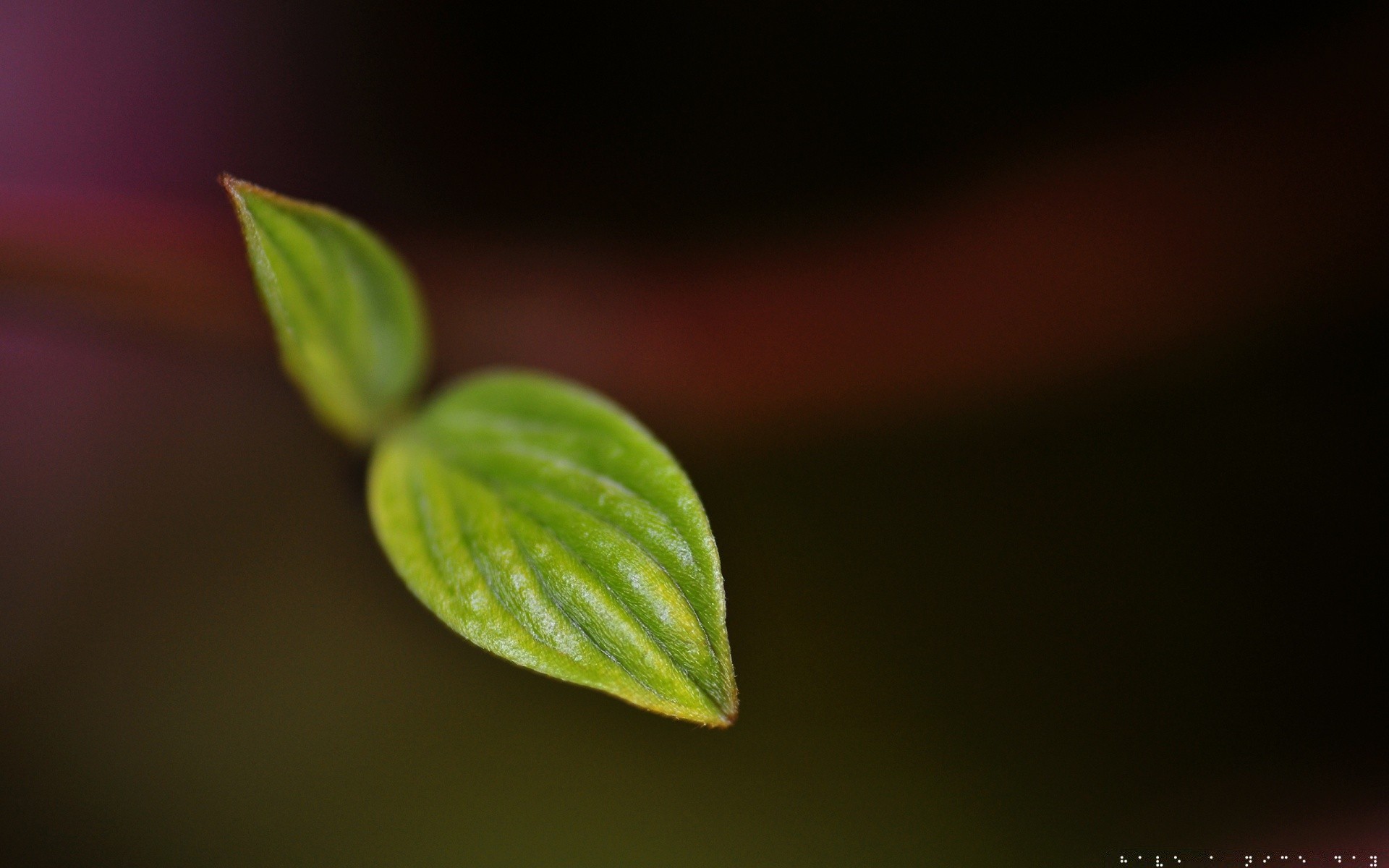 plants leaf nature growth flora ball-shaped little rain blur dew sprout dof