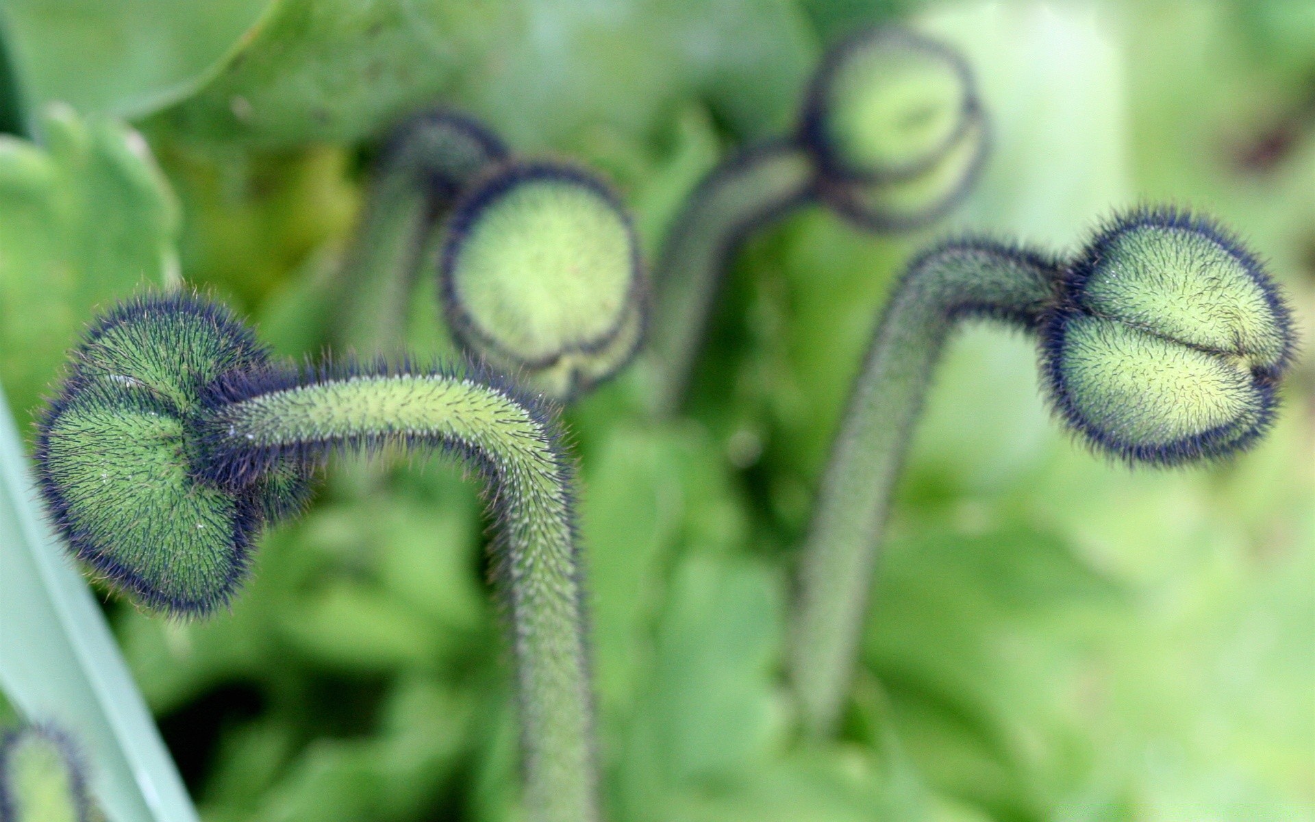 pflanzen flora natur schließen wachstum blatt garten essen farbe blume